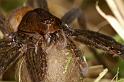 Dolomedes_plantarius_D5141_Z_90_Canal du Nivernais_Frankrijk